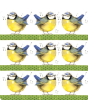 Alex Clark Coaster - Bluetits