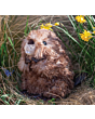 Wrendale Beaver Chester - Junior