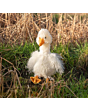 Wrendale Goose Pearl - Junior