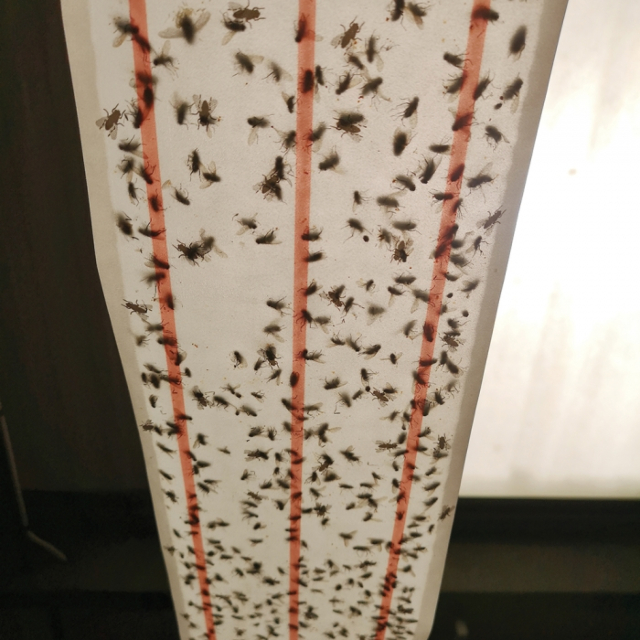 Zero In Ultra Power XL Sticky Fly Roll 10m